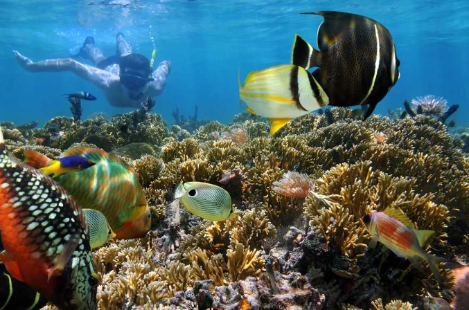 Best snorkeling in seychelles