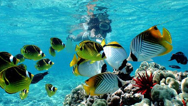best time to snorkel Waikiki