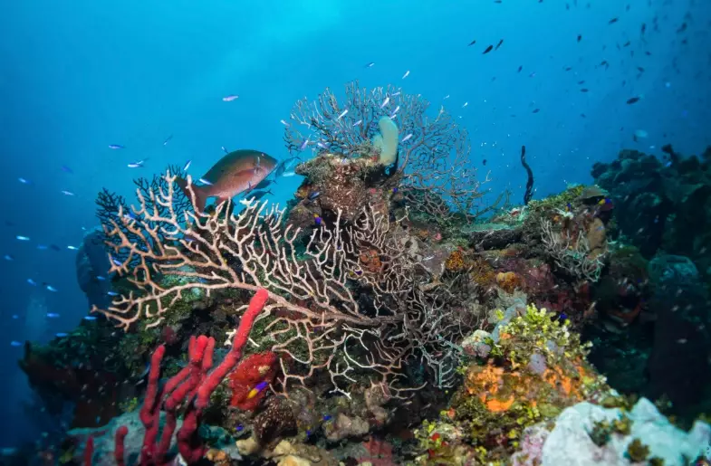 marine conservation regulations