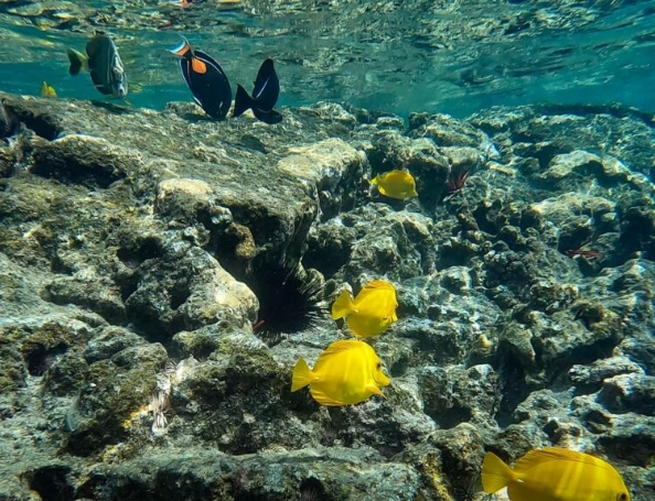 best time to snorkel Oahu