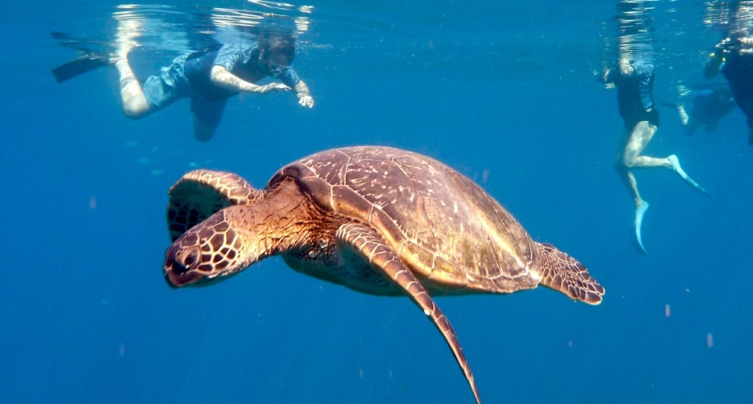sea turtle conservation tourism sea turtle conservation tourism
