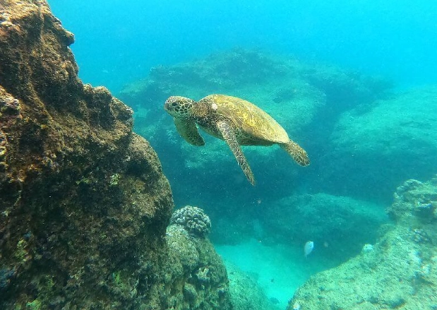 Oahu snorkeling conditions