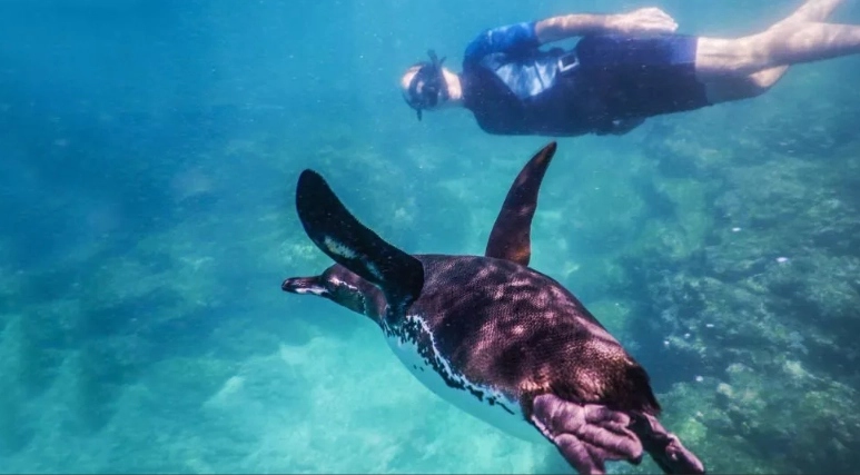 Galapagos snorkeling tours