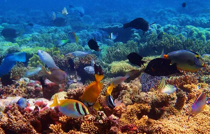 Philippines snorkeling spots