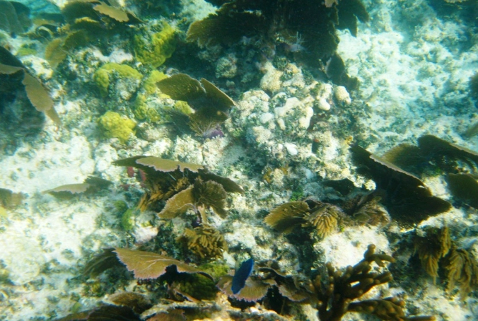 Key Largo snorkeling tours