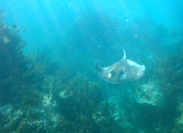 Key Largo snorkeling tours