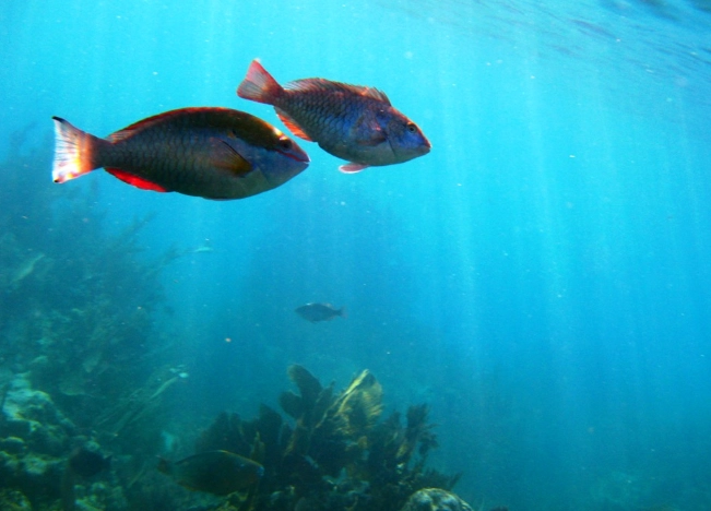 John Pennekamp Coral Reef State Park