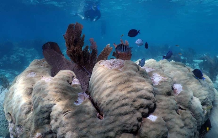 John Pennekamp Coral Reef State Park