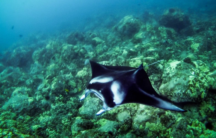 snorkeling with manta rays near texas