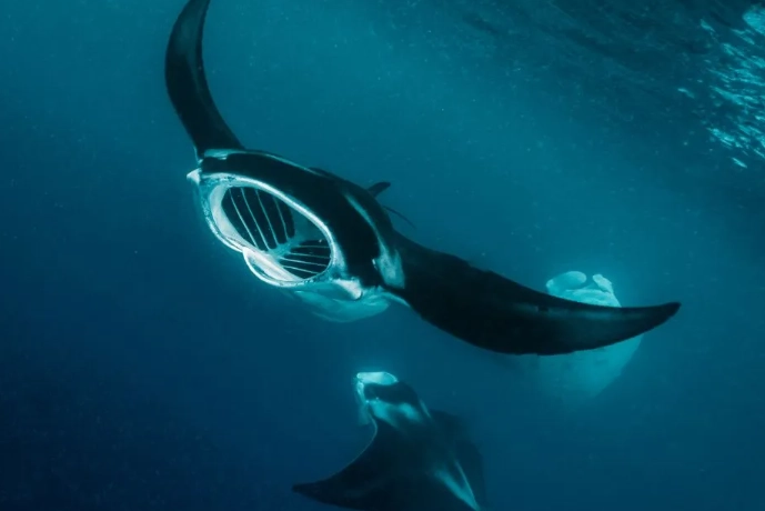 manta ray snorkeling tours