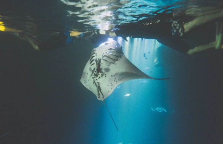manta ray snorkeling tours