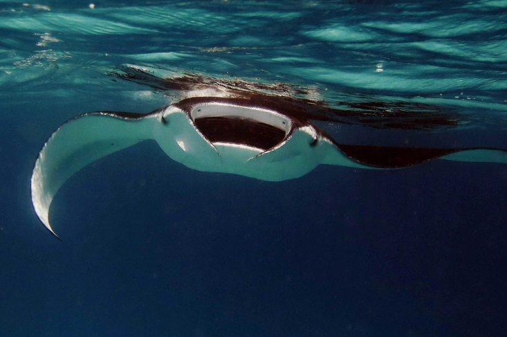 snorkeling with manta rays kona
