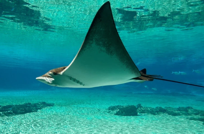 swim with manta rays