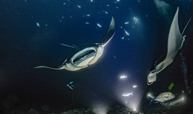 manta ray night snorkel kona