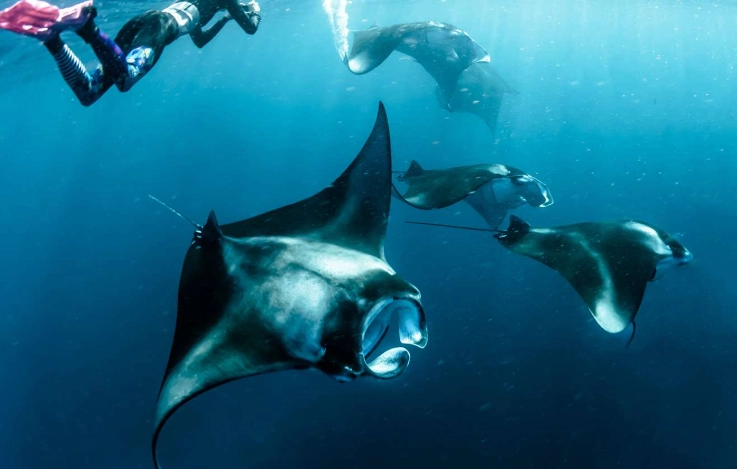 manta ray snorkeling texas coast