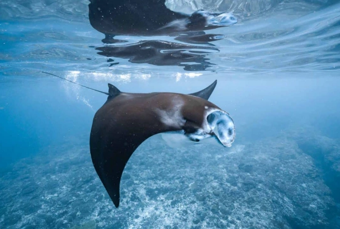 california manta ray tours