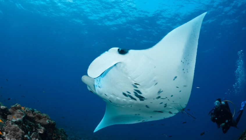 snorkeling with manta rays kona