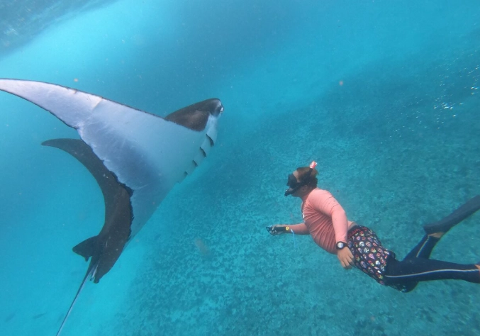 snorkeling with manta rays