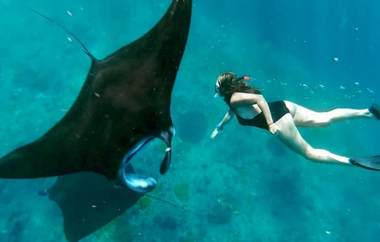 snorkeling with manta rays