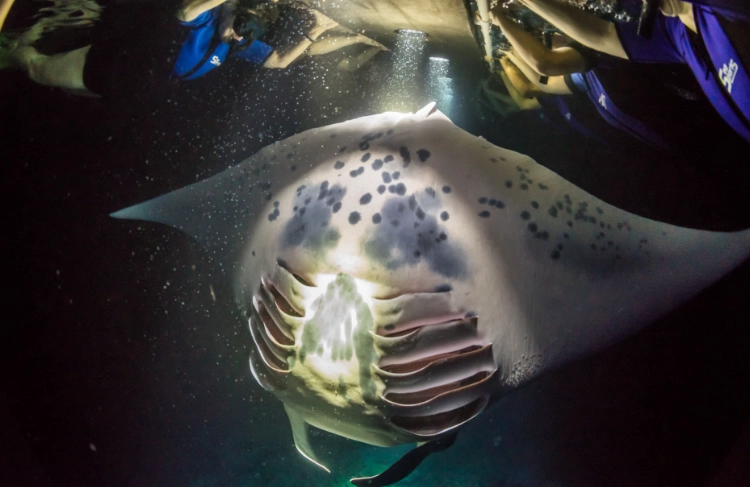 best time to snorkel with manta rays kona