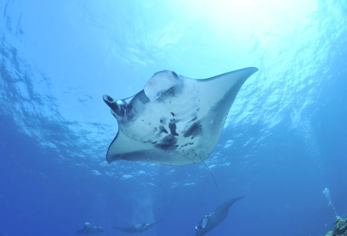 snorkeling with manta rays california
