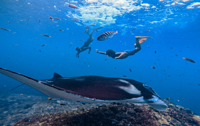 Best snorkeling with manta rays