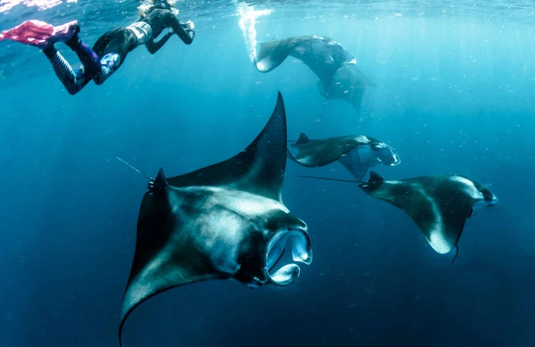 manta ray snorkeling