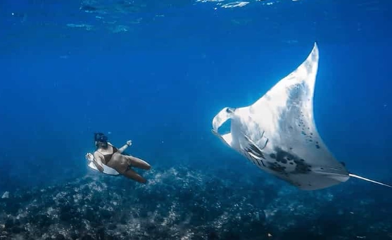 snorkeling with manta rays