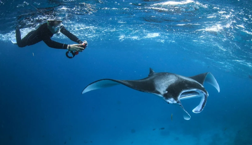 snorkeling with manta rays near california