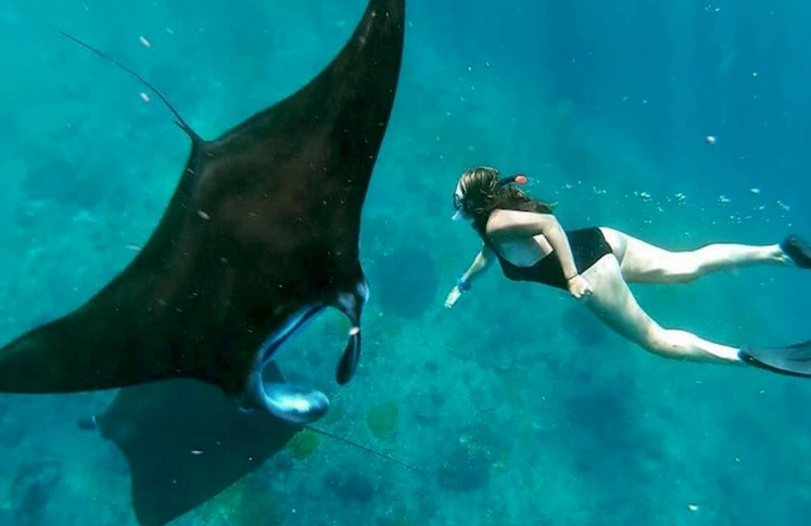 where to snorkel with manta rays