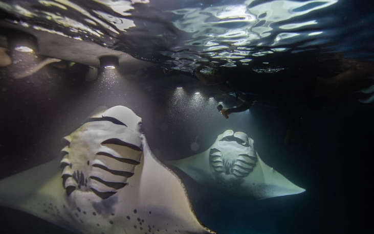 manta ray snorkeling texas coast