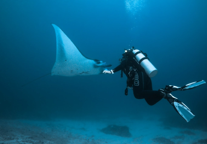 manta ray snorkeling texas coast