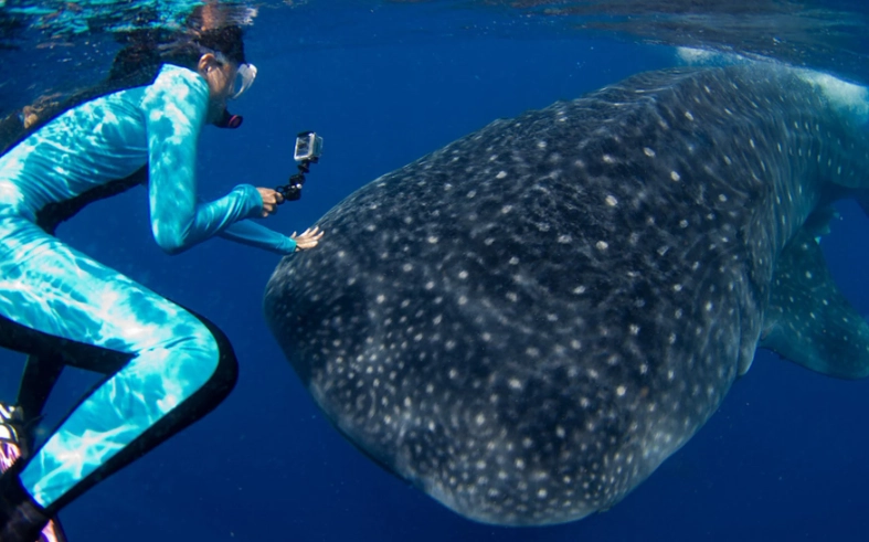 best time to see whale sharks best time to see whale sharks