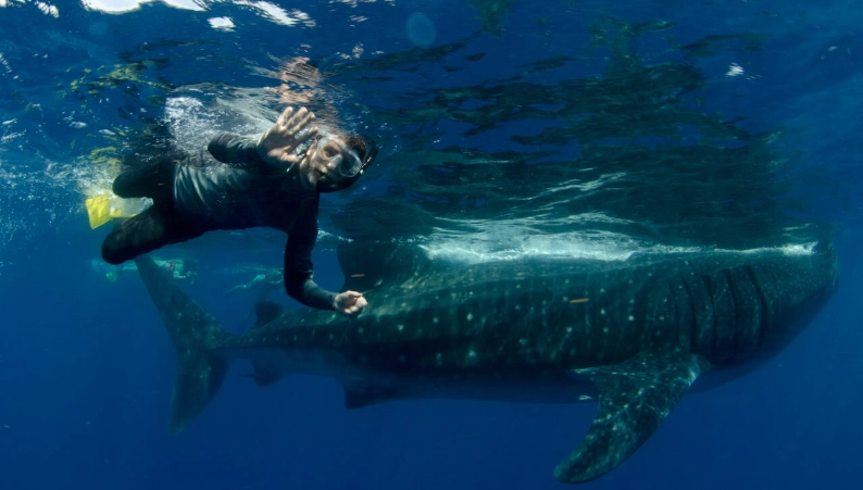 swim with whale sharks Mexico swim with whale sharks Mexico