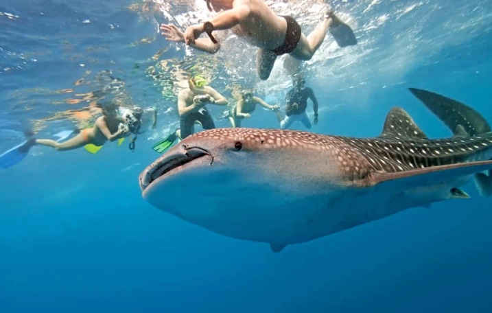 best time to see whale sharks best time to see whale sharks