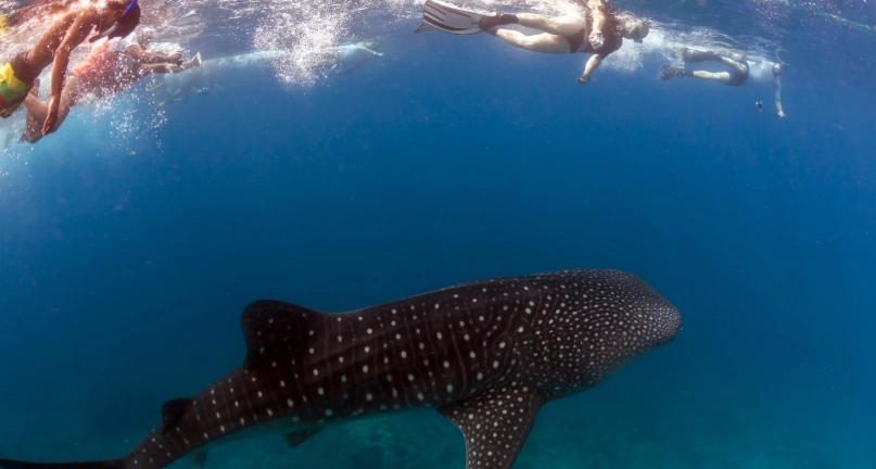 best place to swim with whale sharks best place to swim with whale sharks