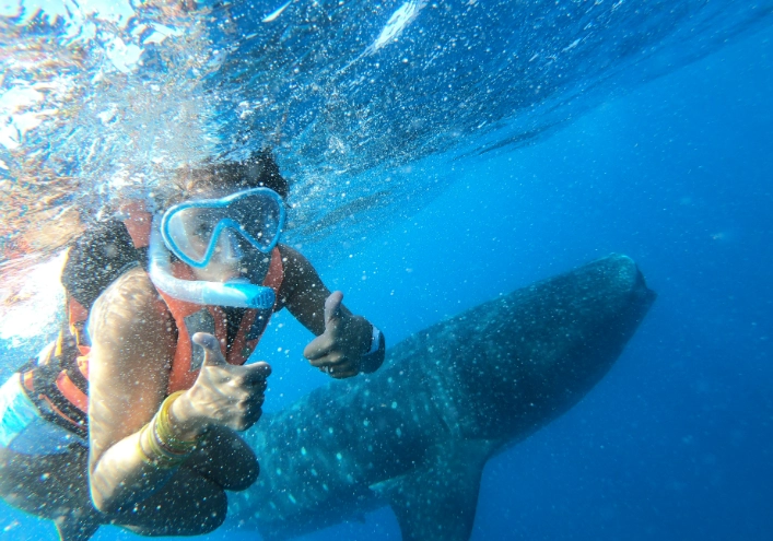 whale shark snorkeling destinations whale shark snorkeling destinations