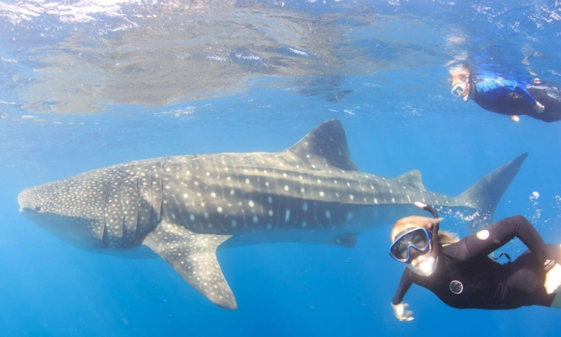 whale shark snorkeling california whale shark snorkeling california