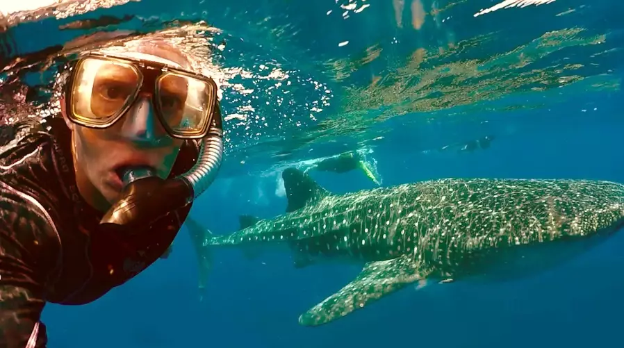 Isla Mujeres whale sharks Isla Mujeres whale sharks