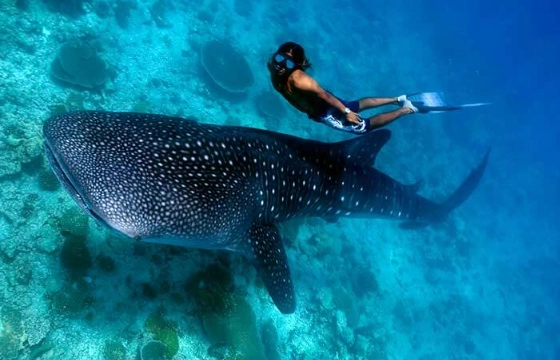 whale shark snorkeling destinations whale shark snorkeling destinations