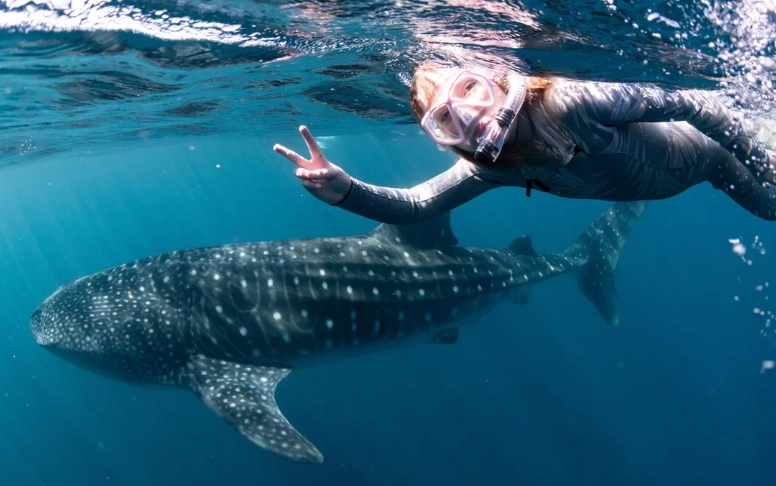 swim with whale sharks Florida swim with whale sharks Florida