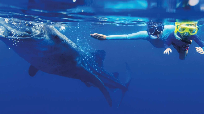 swim with whale sharks Florida swim with whale sharks Florida