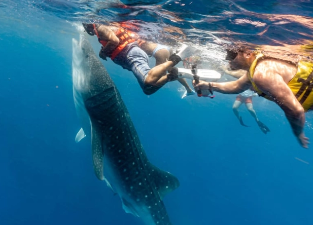 best place to swim with whale sharks best place to swim with whale sharks