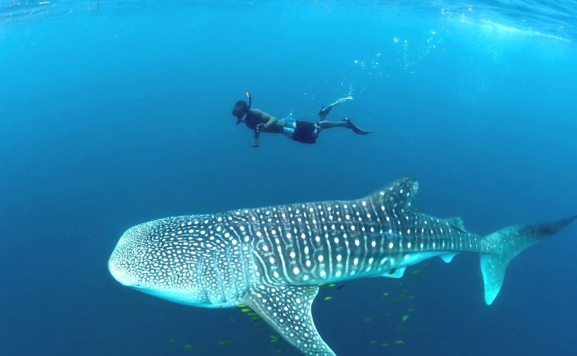best time to see whale sharks best time to see whale sharks