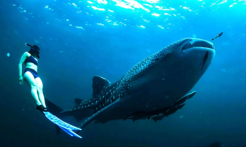 swim with whale sharks season swim with whale sharks season