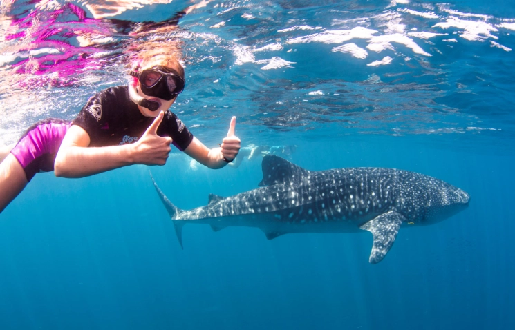 best time to see whale sharks Florida best time to see whale sharks Florida