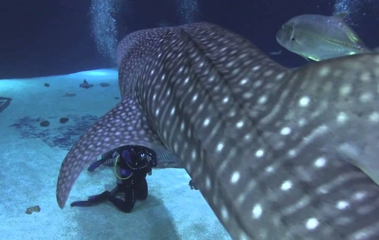 swim with whale sharks atlanta