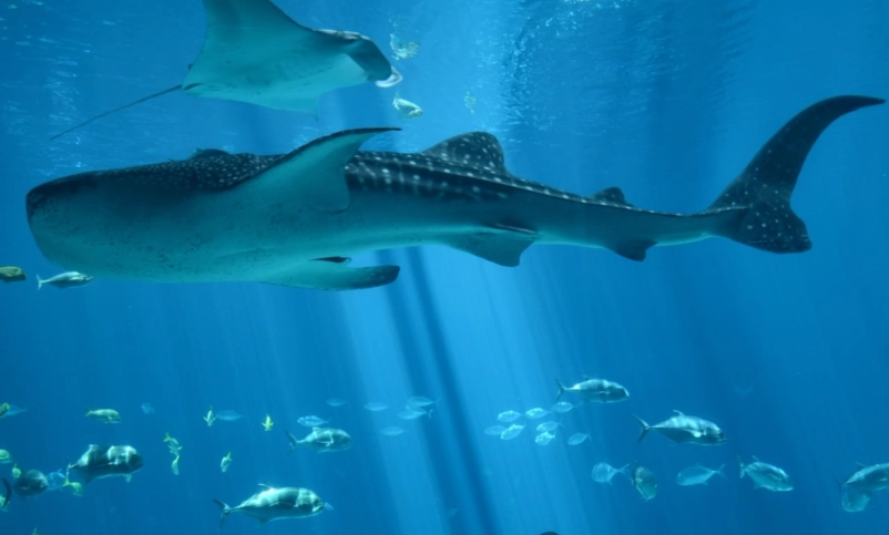 swim with whale sharks atlanta