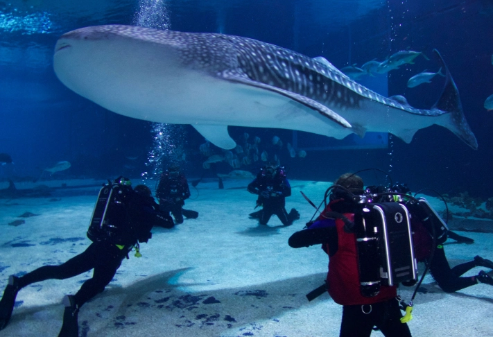snorkeling with whale sharks georgia aquarium