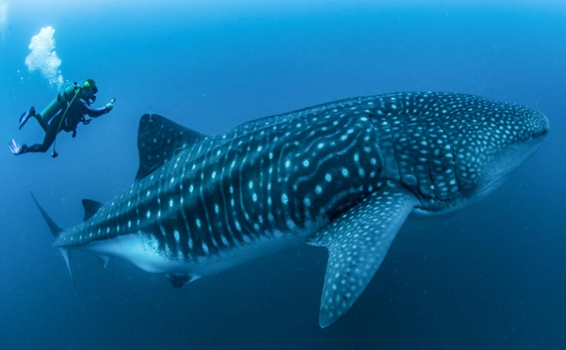 best time to see whale sharks best time to see whale sharks